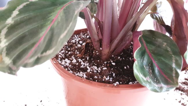 soil for replanting a calathea houseplant