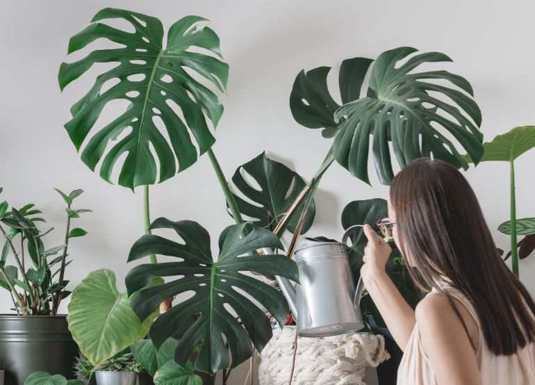 how to water monstera houseplants