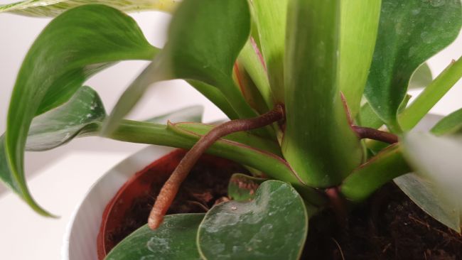 Aerial roots on philodendron birkin