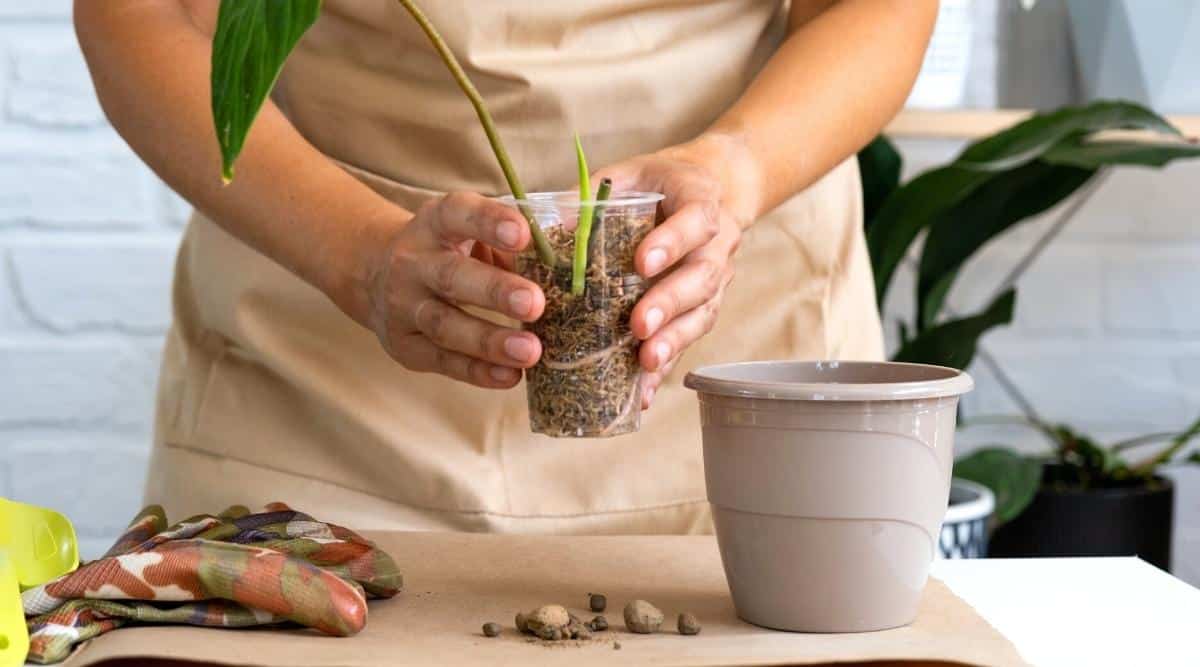 A woman in a beige apron is about to transplant a houseplant into a flower pot. Close-up of two hands holding a rooted plant sprout in a clear plastic cup. A gray flowerpot, a pair of drainage stones, gardening gloves, and a yellow plastic spatula sit on a white kraft paper-covered table. In the slightly blurred background, there is a large indoor flower in a pot.