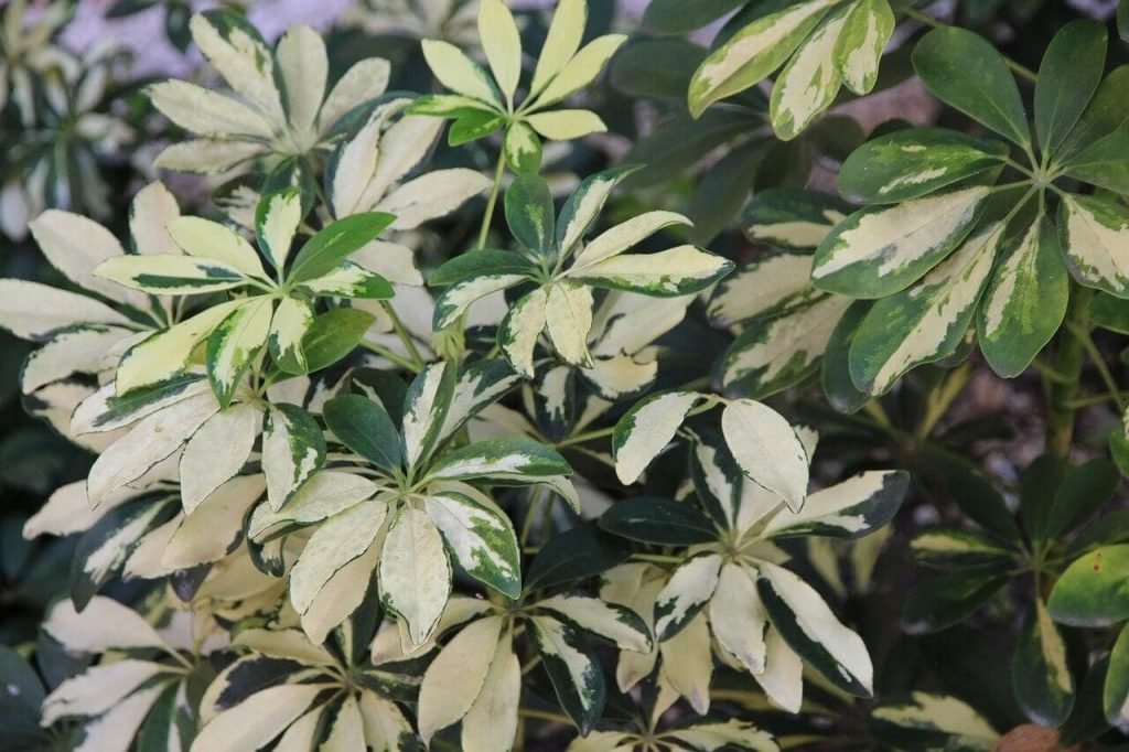 schefflera plant meaning and symbolism