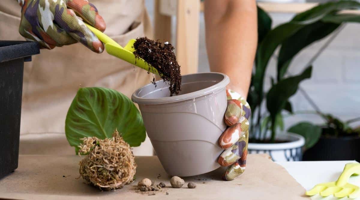 A woman in a beige apron pours black loose soil into a gray flower pot. On a table covered in white kraft paper is a gray flower pot, a pair of drainage stones, a rooted plant with a large green leaf, a yellow plastic rake, and a black plastic flower pot. Female hands in camouflage gardening gloves pour soil into a pot with a plastic yellow spatula. In the slightly blurred background, there are two large indoor flowers in pots.