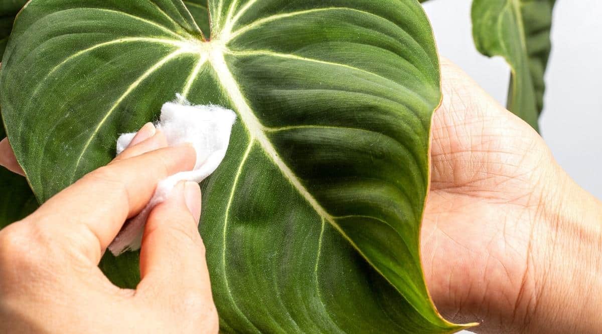 Close-up of hands that wipe a large leaf of Philodendron with a cotton pad from dust. One hand supports the leaf from below, and the other gently rubs the plant. The leaf is large in the shape of an elongated heart, dark green in color with a velvety texture and thin white veins. In the background is another green leaf of a plant against a white wall.