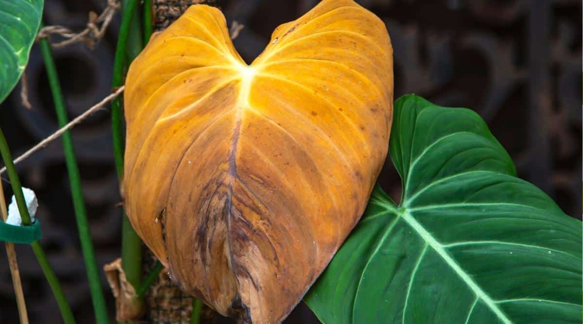 Close-up of two large philodendron leaves that are shaped like a heart elongated downwards. One of the leaves is yellow, with brown sluggish spots. The other leaf has a completely healthy appearance and is dark green in color with fine white veins and a velvety texture. Against the background you can see the green strong stems of the plant, which are tied with a rope for support.