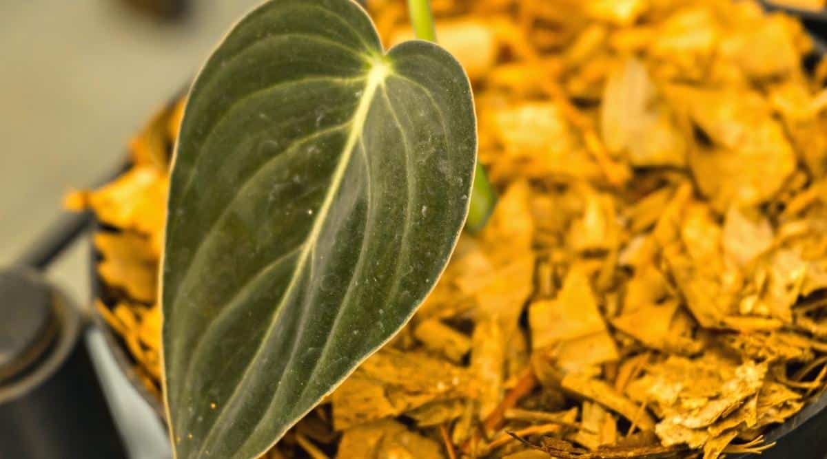 Close-up of a young Philodendron in a black plastic pot. The soil is covered with mulch. On a young plant, there is only one small dark green leaf with a velvety texture and thin white veins. The leaf is heart-shaped, but slightly elongated.