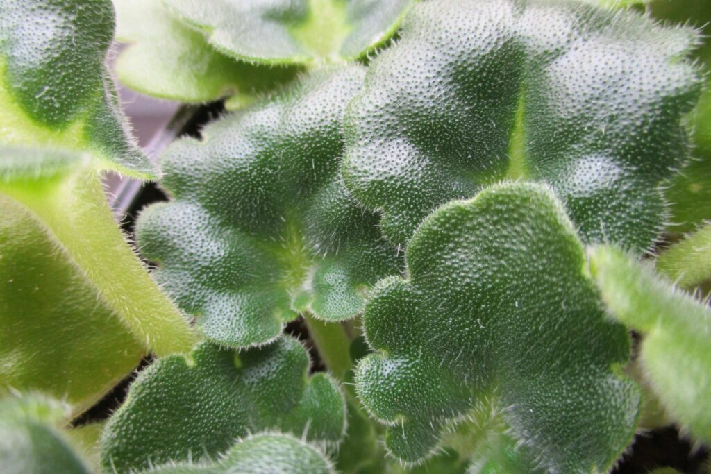 Hairy leaves of the African violet