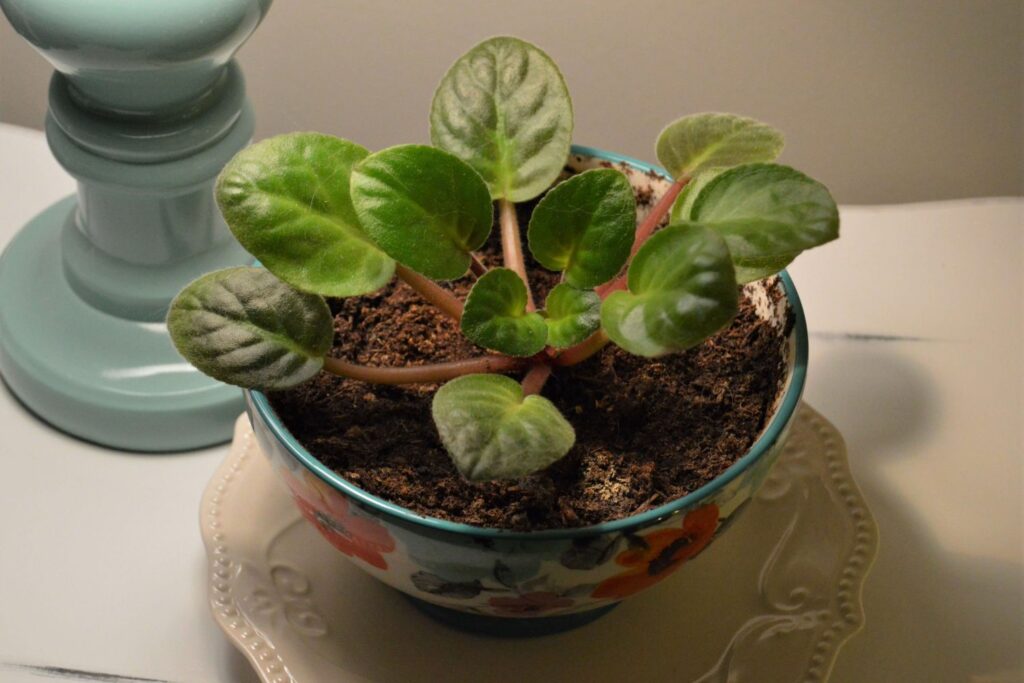 African violet plant without flowers