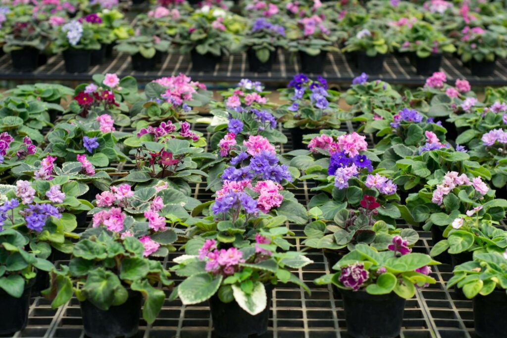 Different varieties of African violets