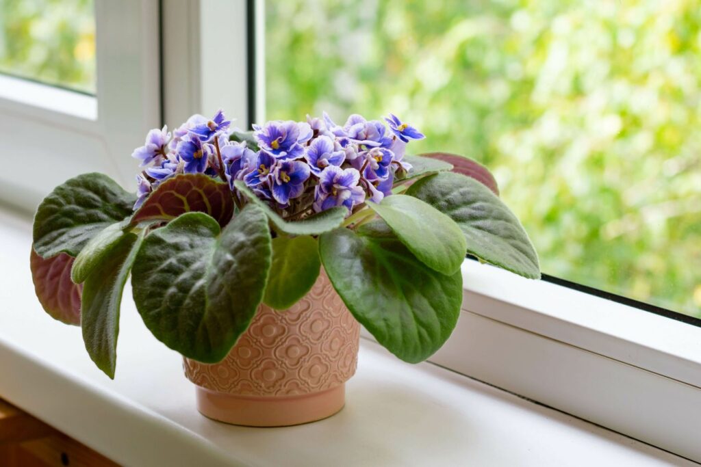 African violet plant on a windowsill