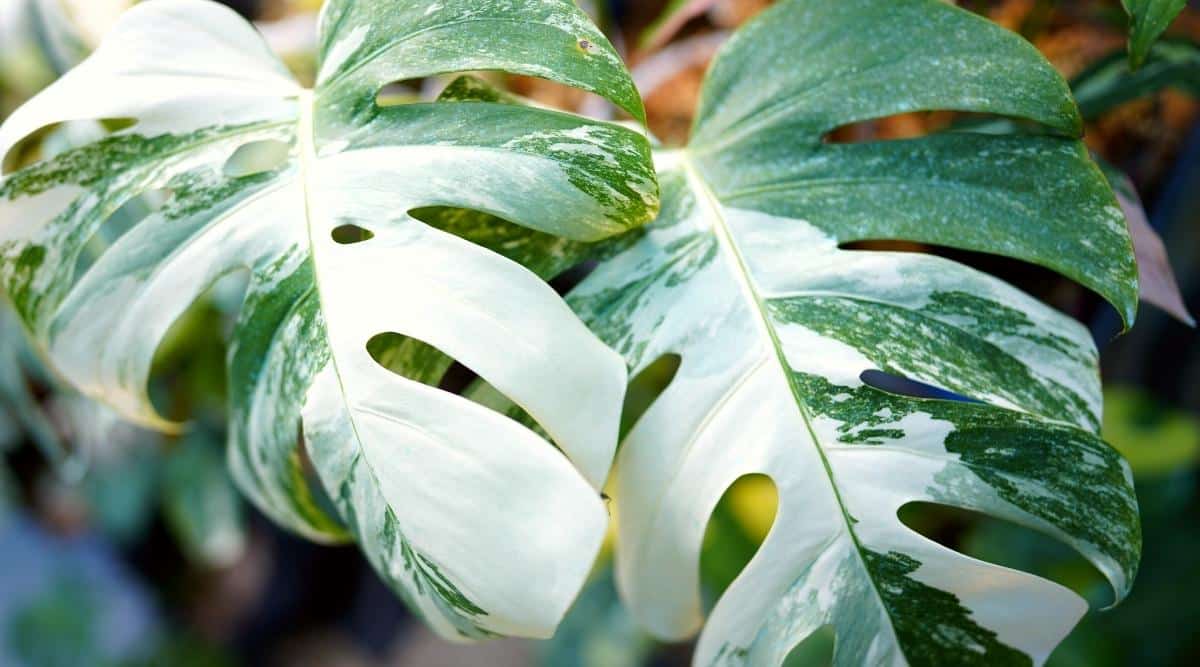Primer plano de dos hojas variegadas de la planta tropical Monstera Borsigiana White Variegated.  Las hojas son correosas, abigarradas: color verde oscuro combinado con blanco, grandes, con pecíolos largos, profundamente diseccionadas con muchos agujeros de varias formas y tamaños.  El fondo está ligeramente borroso.