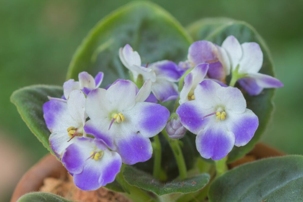 Flowers of the African violet
