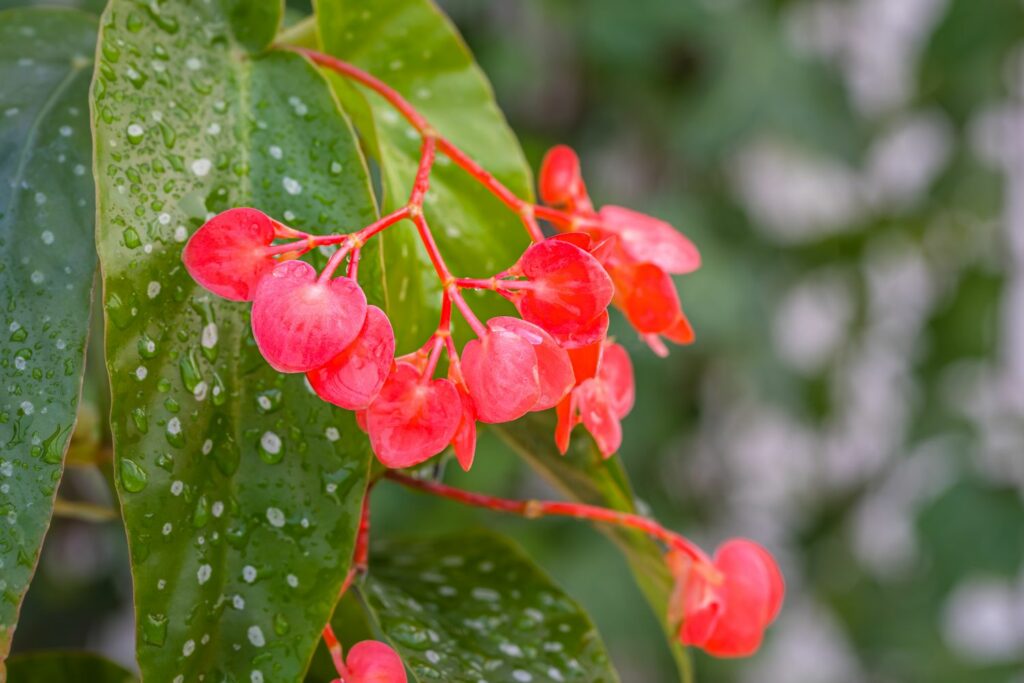 Close-up of pink-red begonia flowers
