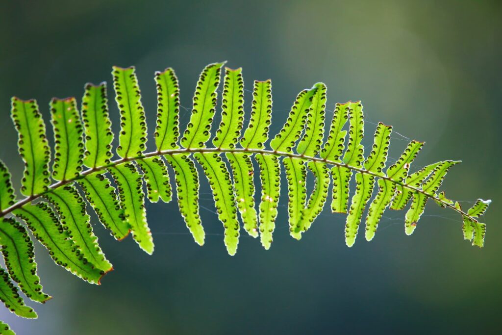 Leaves of the Boston fern