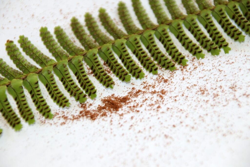Boston fern leaves and spores