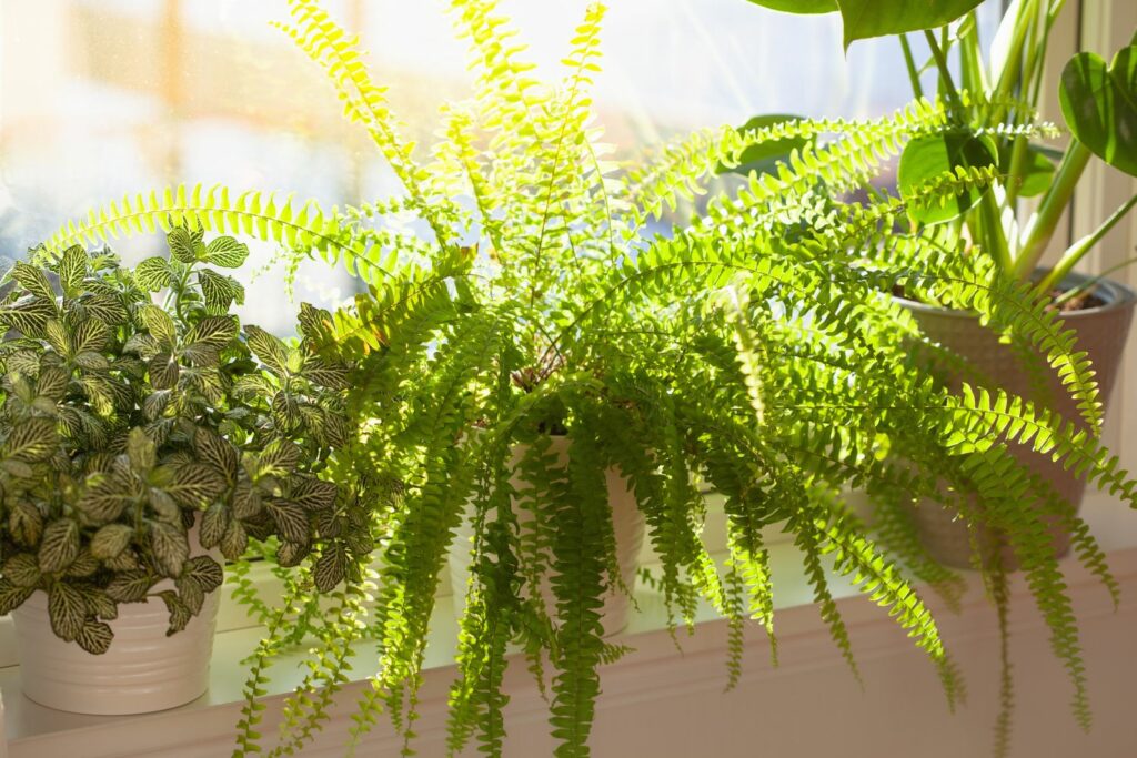 Boston fern plant in sunlight