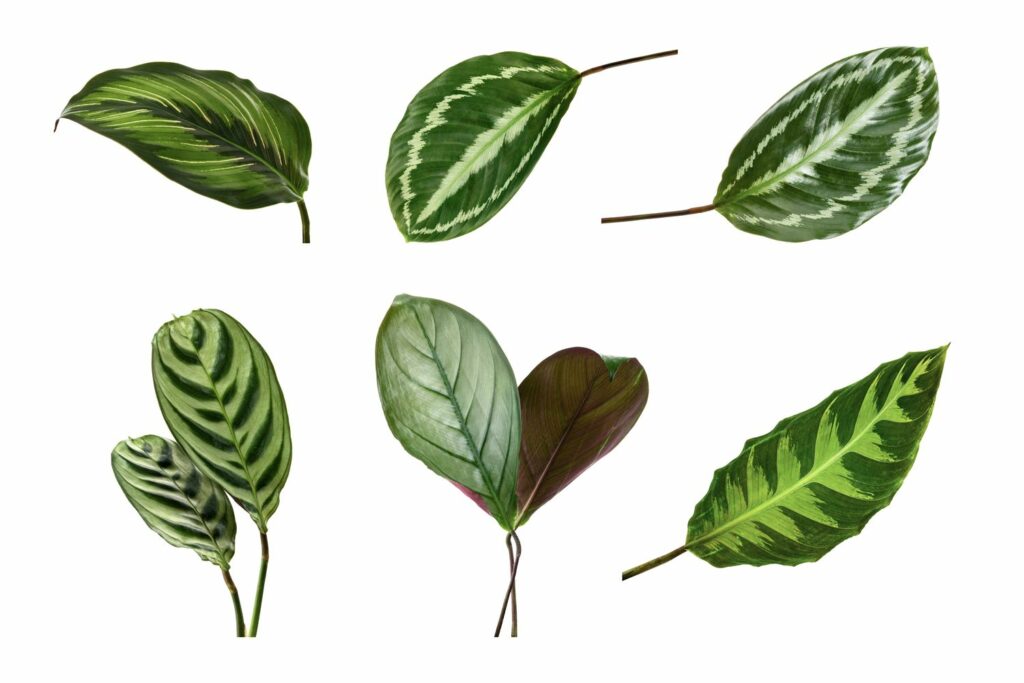 A collection of calathea leaves showing different patterns