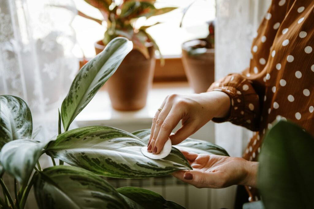 Person drying Chinese evergreen leaves