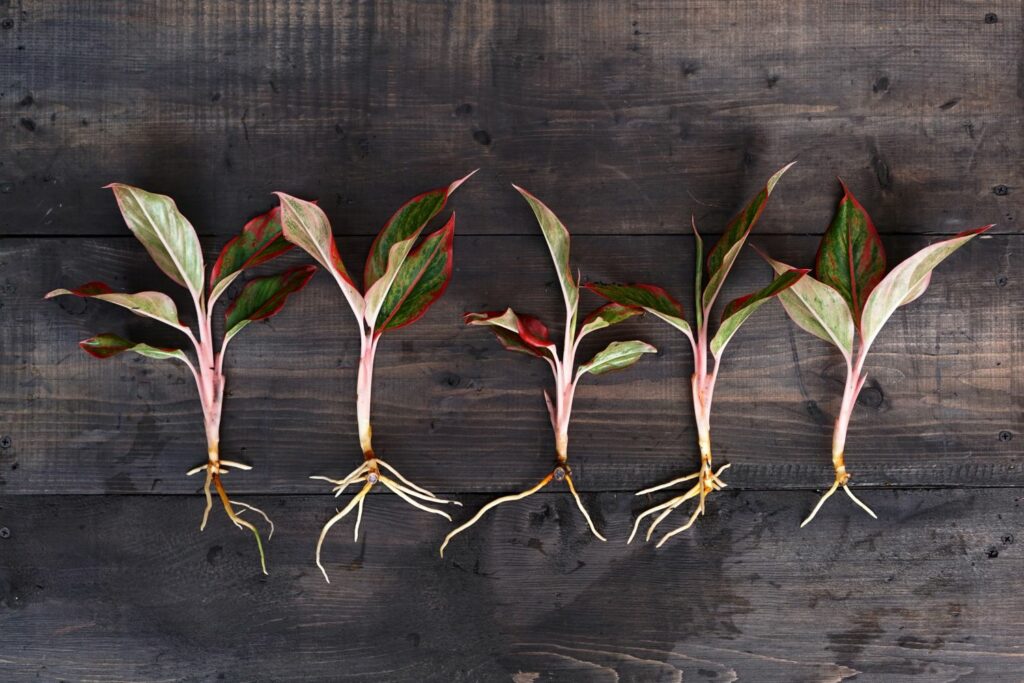 Five rooted Chinese evergreen cuttings