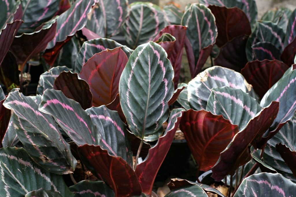 A bunch of caltheas show signs of pink on their leaves