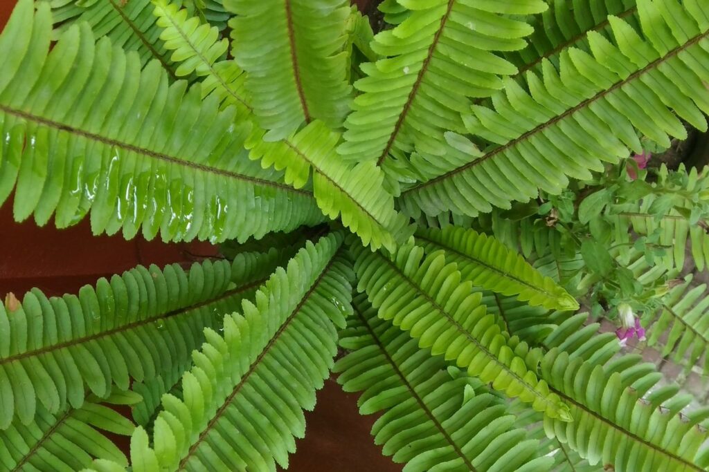 Sword fern with new leaves 