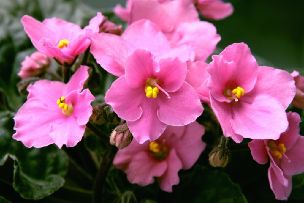 Pink flowers of the African violet