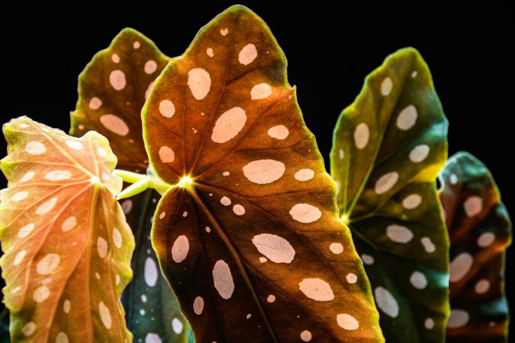 Close-up of begonia leaves
