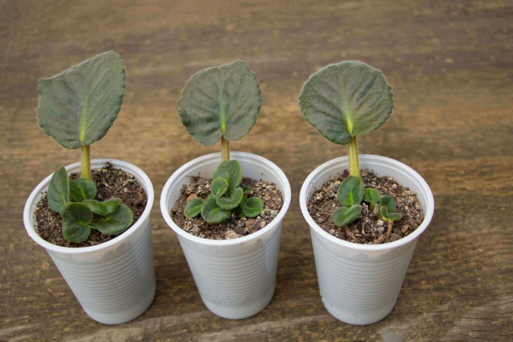 African violet propagation from leaf cuttings