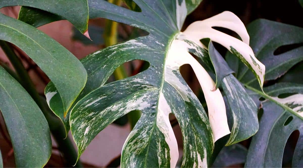 Primer plano de las hermosas hojas variegadas de la planta tropical Monstera Albo Deliciosa.  Las hojas son enormes, coriáceas, abigarradas: color verde oscuro combinado con blanco, grandes, con pecíolos largos, profundamente diseccionadas con muchos agujeros de varias formas y tamaños.  El fondo es borroso.