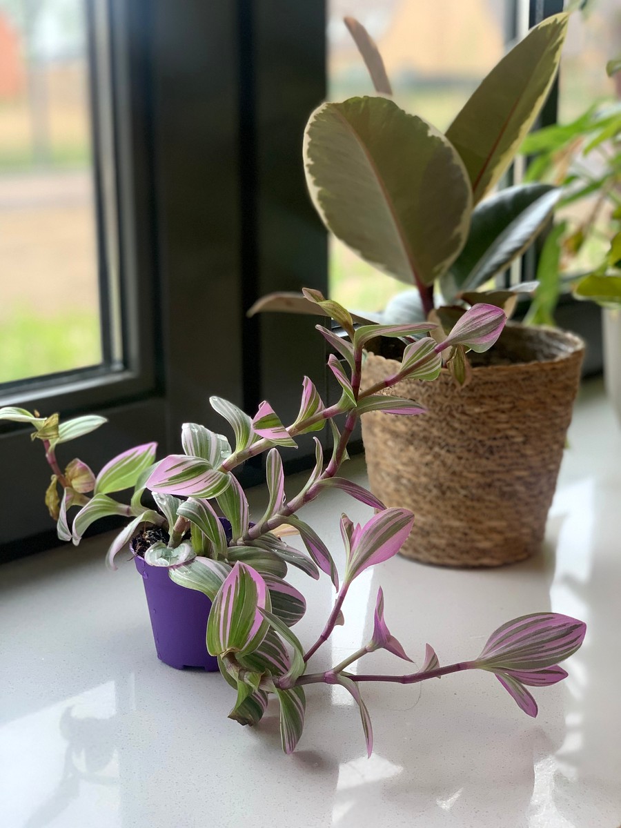 tradescantia nanouk plant
