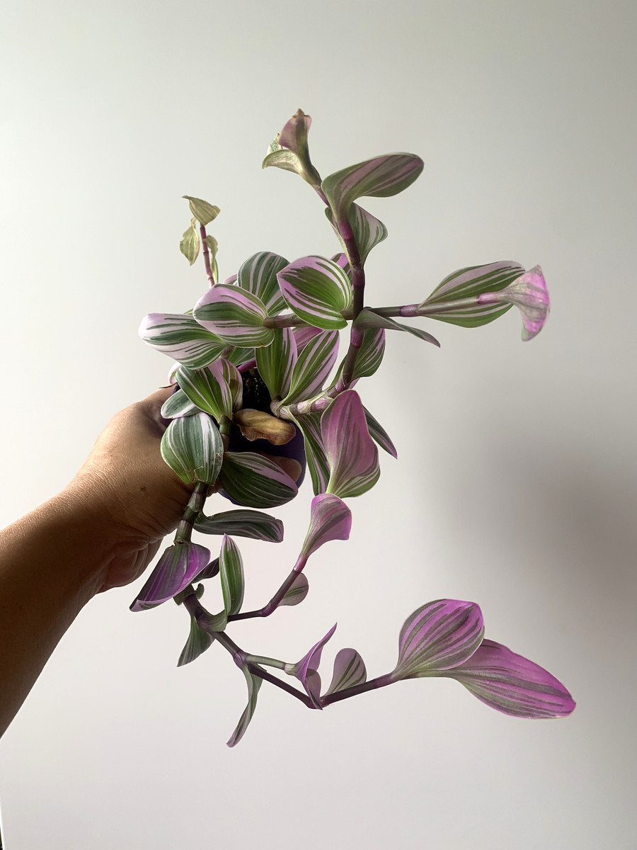 how to grow tradescantia nanouk plant