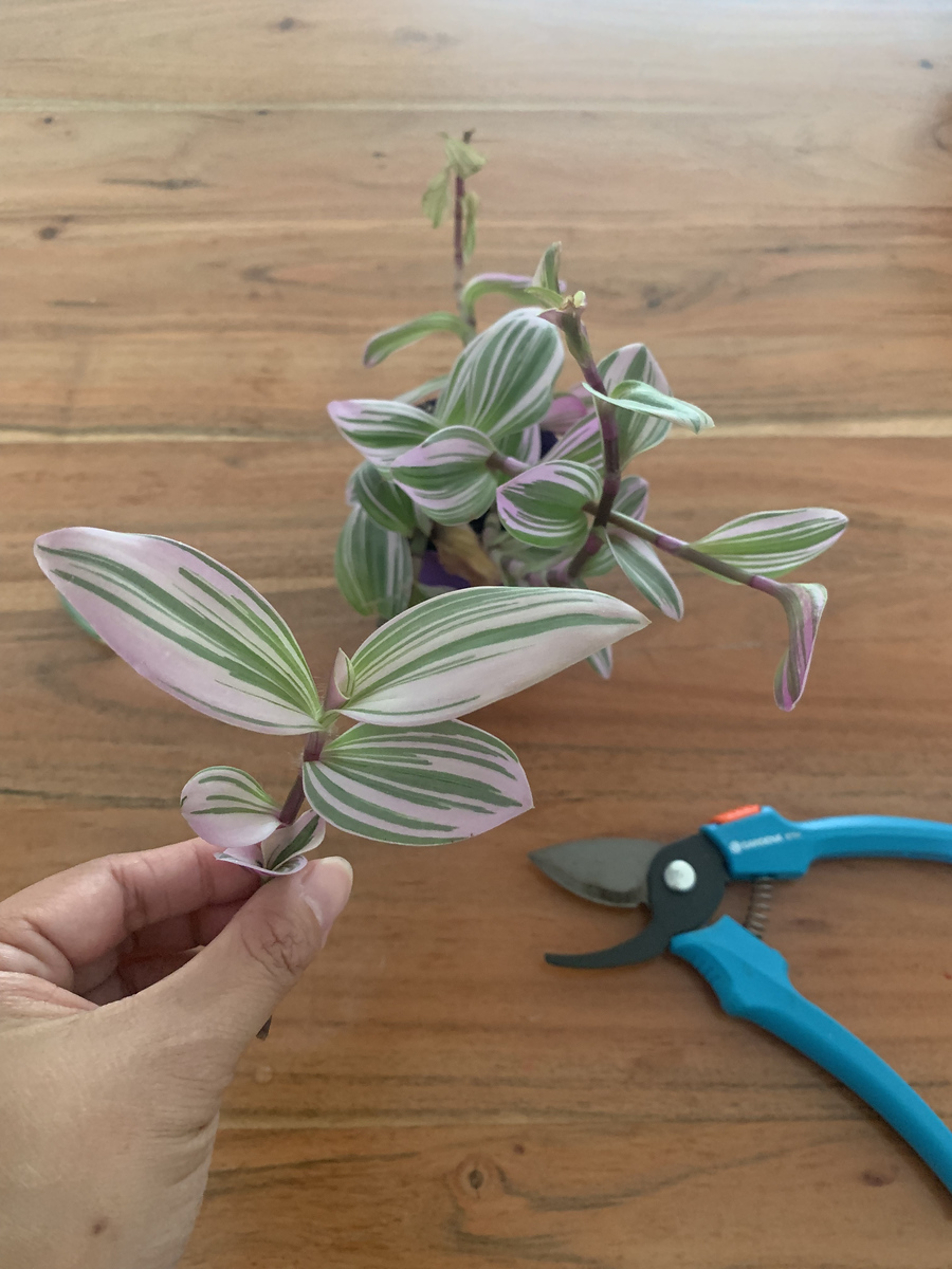 how to propagate tradescantian nanouk