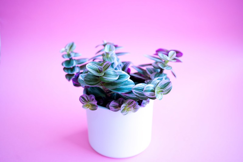 fantasy venice plant - tradescantia nanouk care
