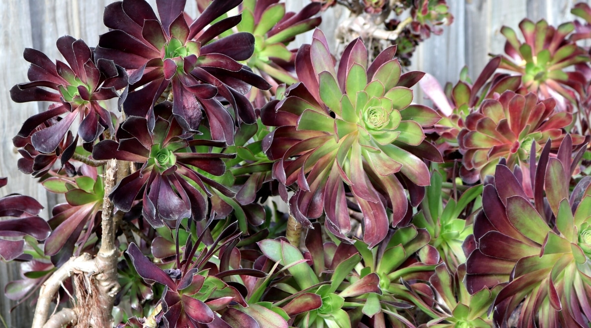 Close-up of many growing Aeonium arboreum 'Atropurpureum' succulents in a garden. The plant has long strong stems at the end of which rosettes of oblong dark purple leaves with a green center grow.