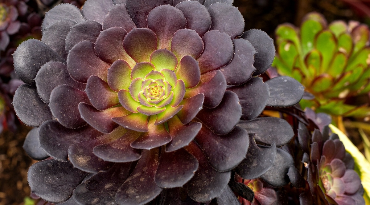 Close-up of Aeonium arboreum 'Zwartkop'. A large, dense rosette of dark purple, fleshy, rounded, hairy leaves with a glowing green center.