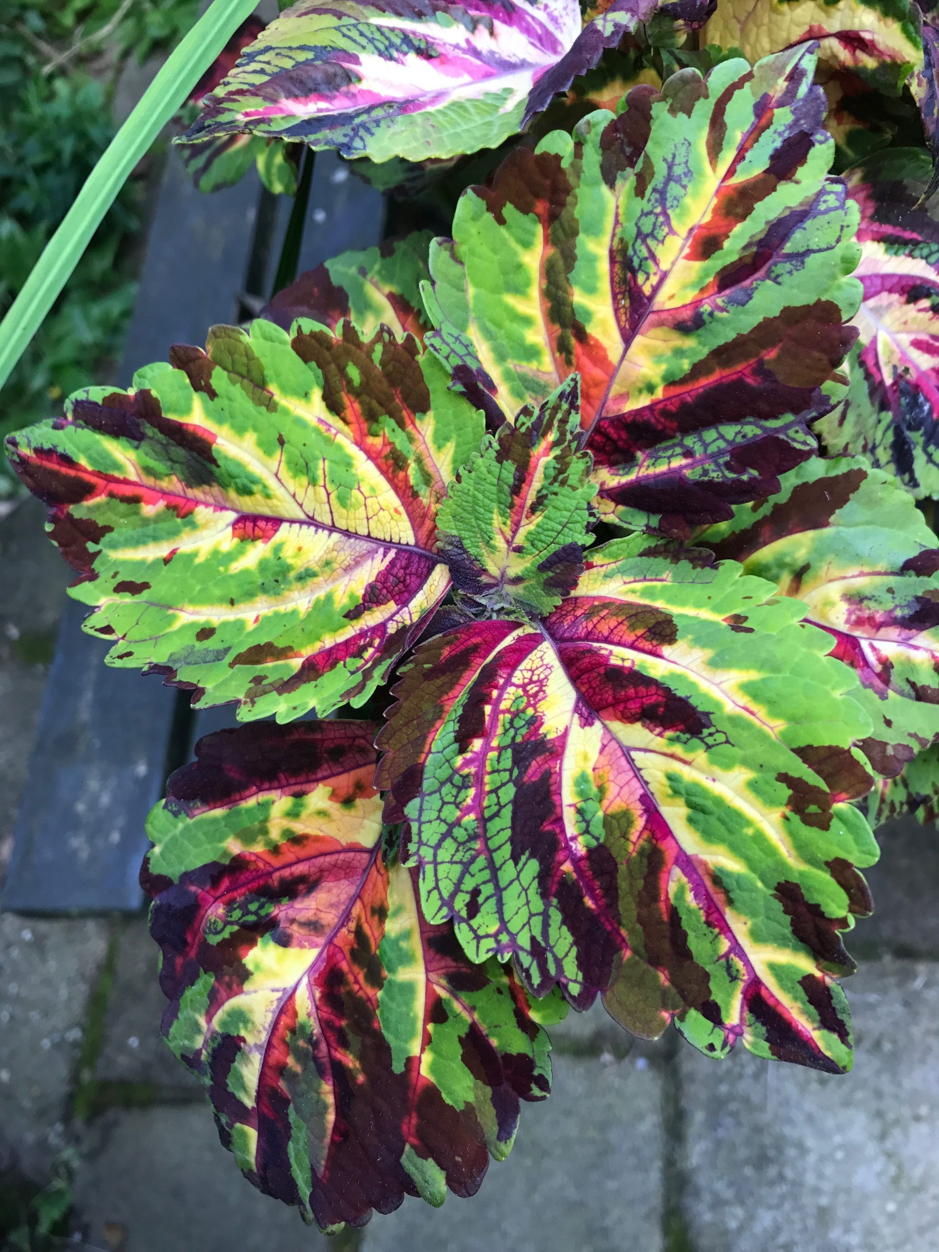 Coleus _Kong Mosaic_