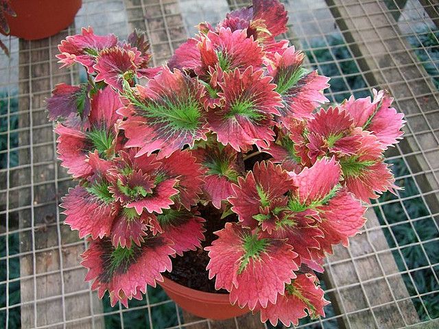 Coleus