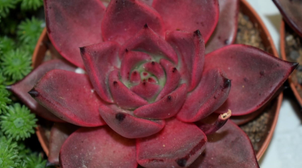 Top view, closeup of Echeveria agavoides 'Romeo' succulent in a terracotta pot. The succulent forms a beautiful dense rosette, which consists of burgundy-red succulent leaves with red edges and a terminal thorn.