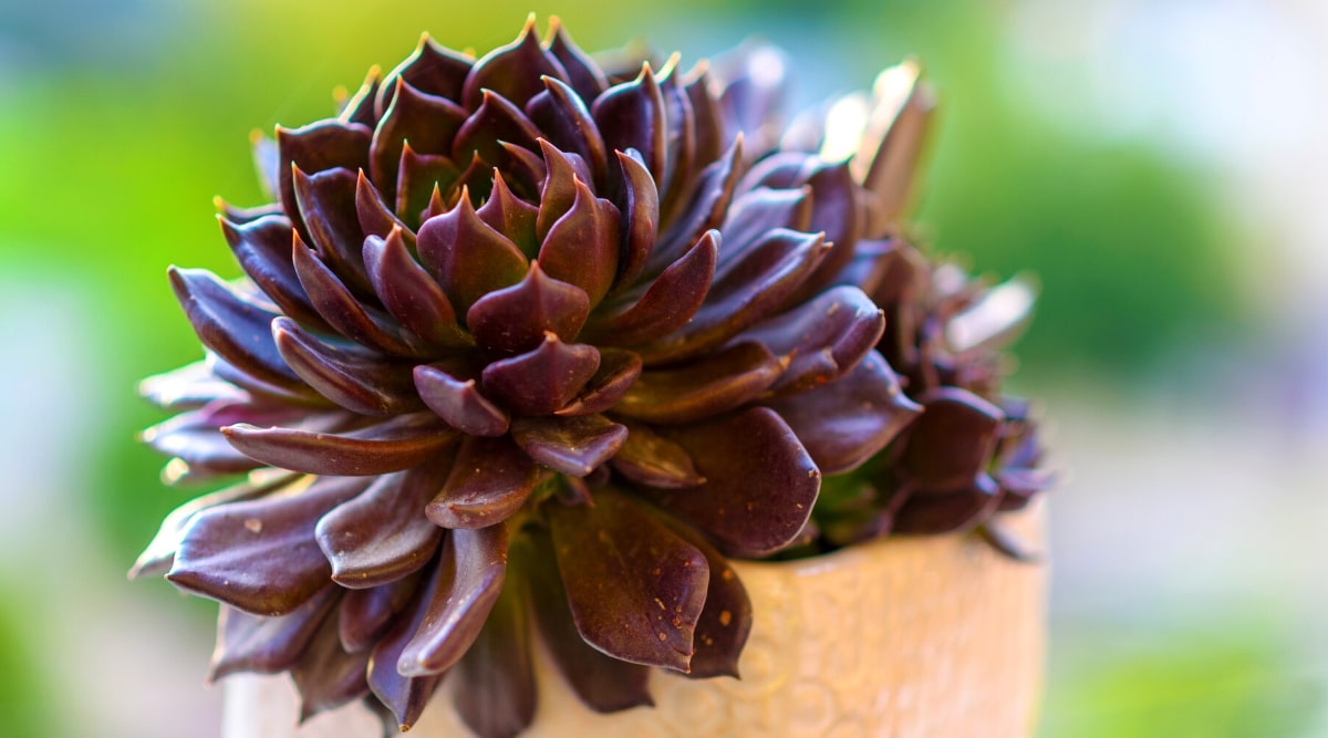 Echeveria ‘Black Prince’ in a decorative beige pot against a blurred green background. Echeveria 'Black Prince' is an evergreen succulent that forms dense rosettes with fleshy, pointed, almost black, purple leaves surrounding a glowing green center.