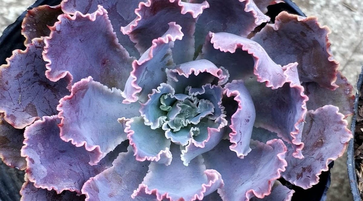 Top view, close up of Echeveria 'Neon Breakers' succulent in black pot. Magnificent large rosette, consists of fleshy, purple leaves with pink ruffled edges.
