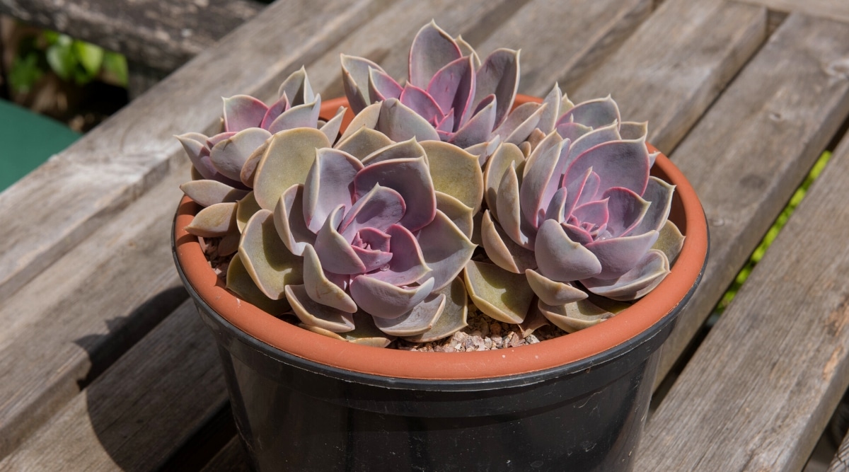 Close-up of Echeveria 'Perle von Nurnberg' in a black flowerpot with an orange interior, on a wooden porch in a sunny garden. The succulent forms four dense rosettes of fleshy, smooth, gray-green leaves along the edges and blue-purple in the center.