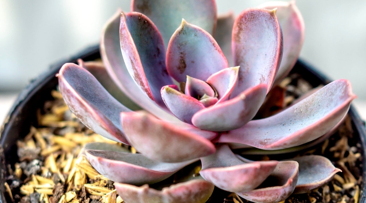 Close-up of an Echeveria 'Purple Pearl' succulent in a black pot against a blurred background. The succulent consists of closely spaced blue-purple, fleshy leaves with pink margins, in a beautiful rosette.