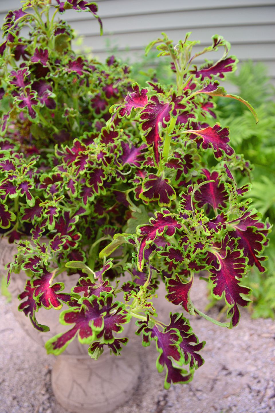 Görüntü kaynağı_ Best Coleus Growing Tips