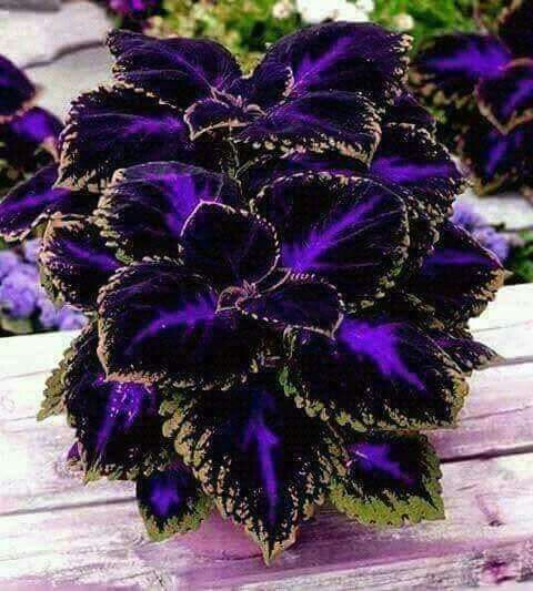 Görüntü kaynağı_ Coleus complete plant care guide a