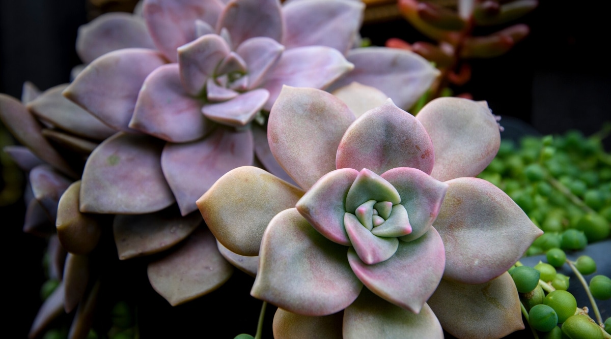 Close-up of a Graptopetalum 'Purple Delight' succulent in a black plastic flower pot against a blurred background of other succulents. The succulent produces a beautiful, well-organized rosette of beautiful, large, succulent leaves that range in color from lavender gray to matte green.