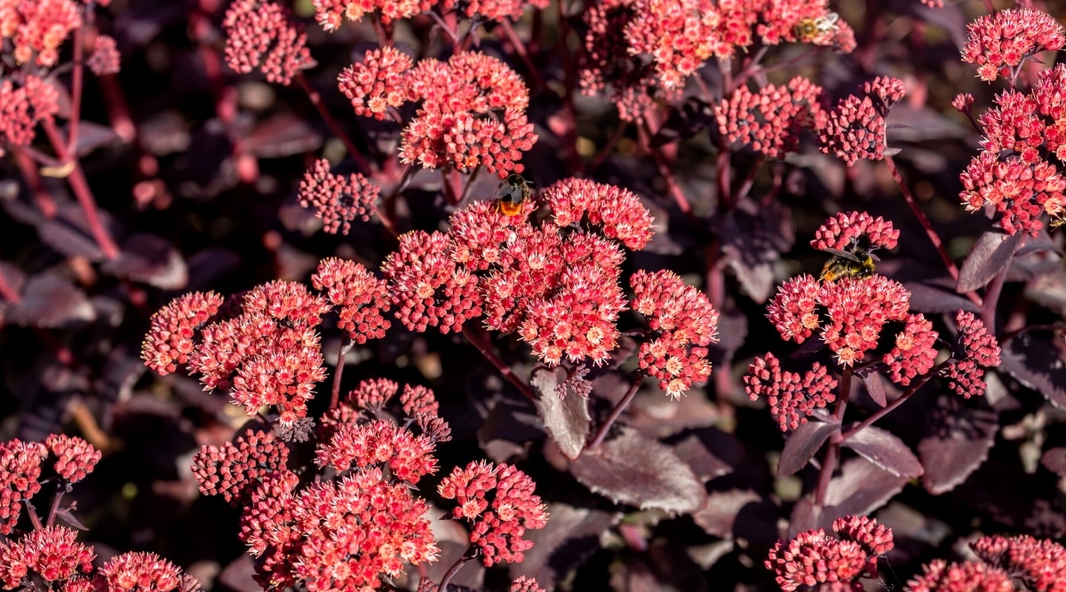 Top view, close-up of Hylotelephium telephium 'Purple Emperor' succulent in bloom. The plant has purple, oval leaves with jagged edges and bright inflorescences of pink flower buds.