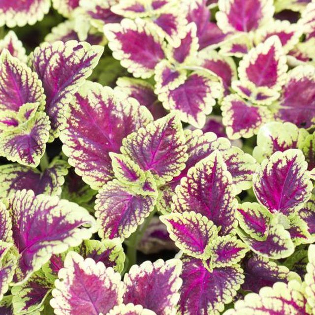 Indoor-grown coleus plants are sensitive to drafts