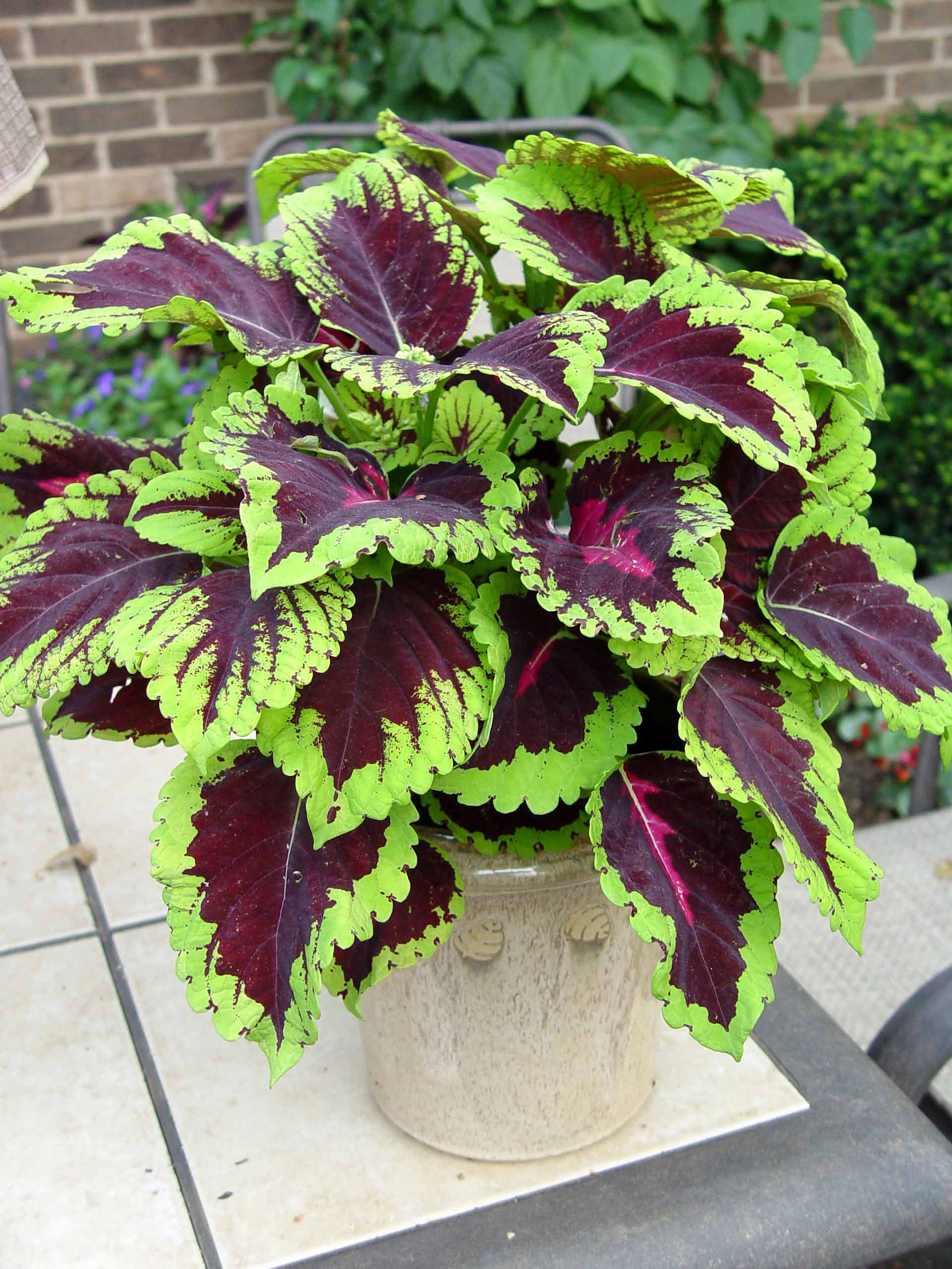 Kong Rose Coleus _great match to Purple Lady_yythkg