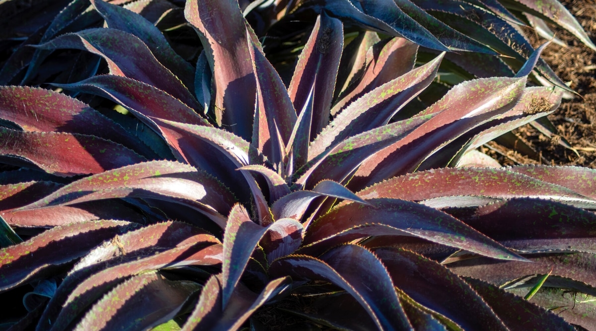 Close-up of a Mangave 'Mission to Mars' plant in a sunny garden. This succulent has a striking rosette of thick, curved, lanceolate green leaves flecked with purplish red.