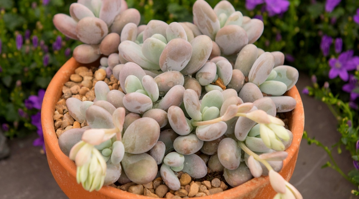 Close-up of Pachyphytum oviferum 'Moonstones' succulent plant in a clay pot with a garden in the background. The plant has white stems with round, puffy, pale blue-green to purple leaves arranged in rosettes.