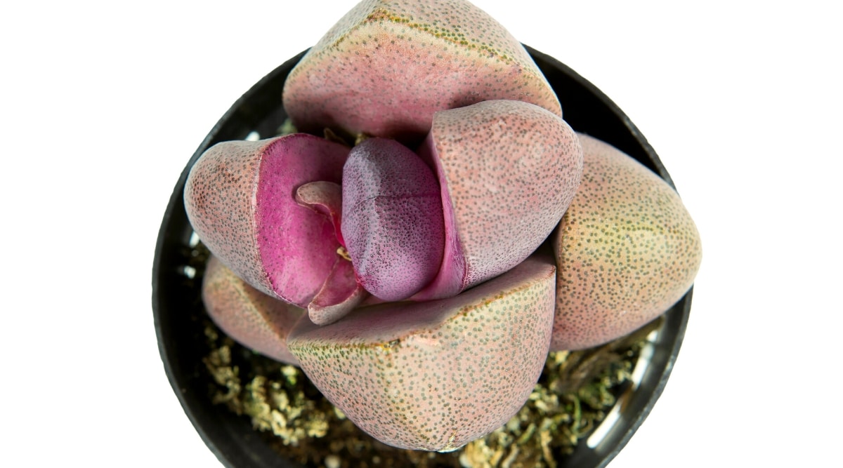 Top view, close-up of the Pleiospilos Nelii 'Royal Flush' succulent against a white background. The plant consists of 4 opposite, almost hemispherical, pinkish-purple leaves with many black dots.